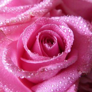 Meet your Posher, PJ